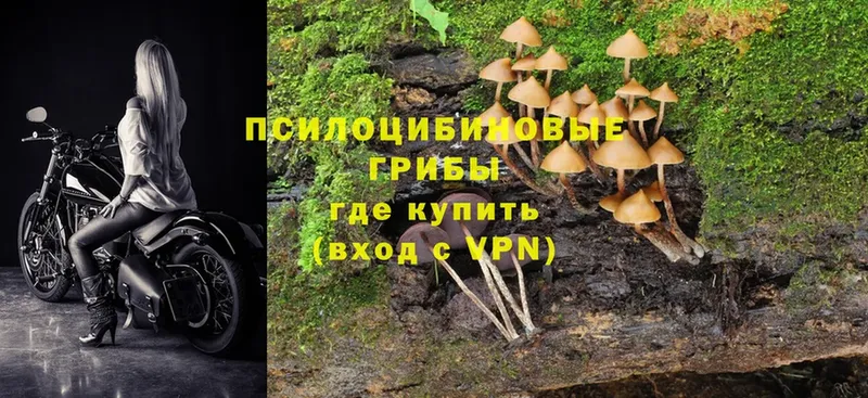 маркетплейс официальный сайт  Нолинск  Галлюциногенные грибы Psilocybe 